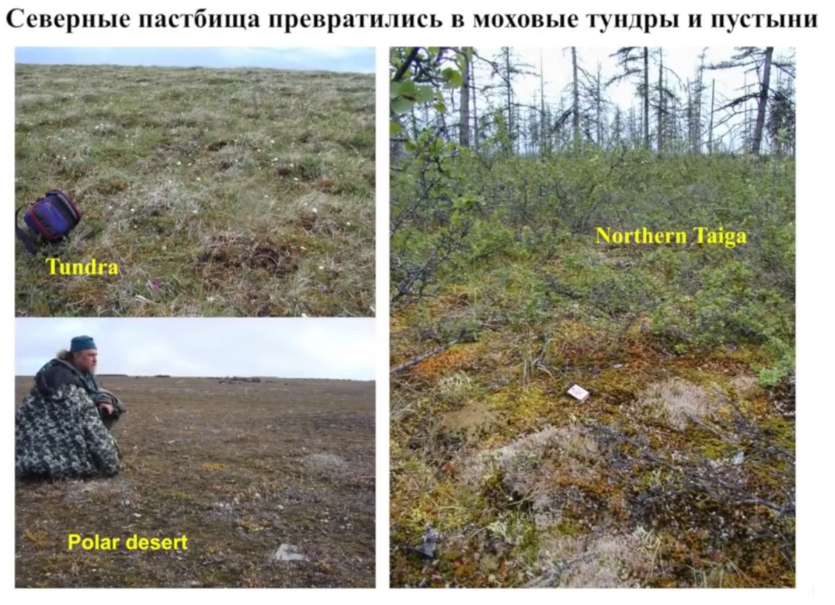 Мох и мамонты (часть 2) - 14 image