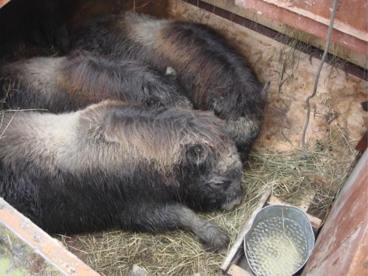 Мох и мамонты (часть 2) - 18 image