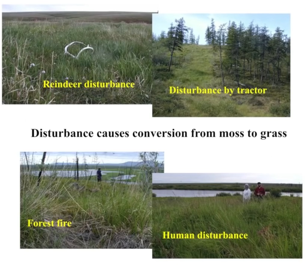 Мох и мамонты (часть 2) - 23 image