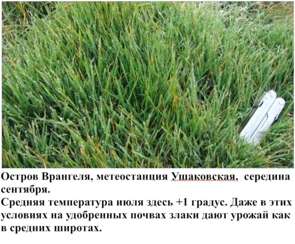 Мох и мамонты (часть 2) - 25 image