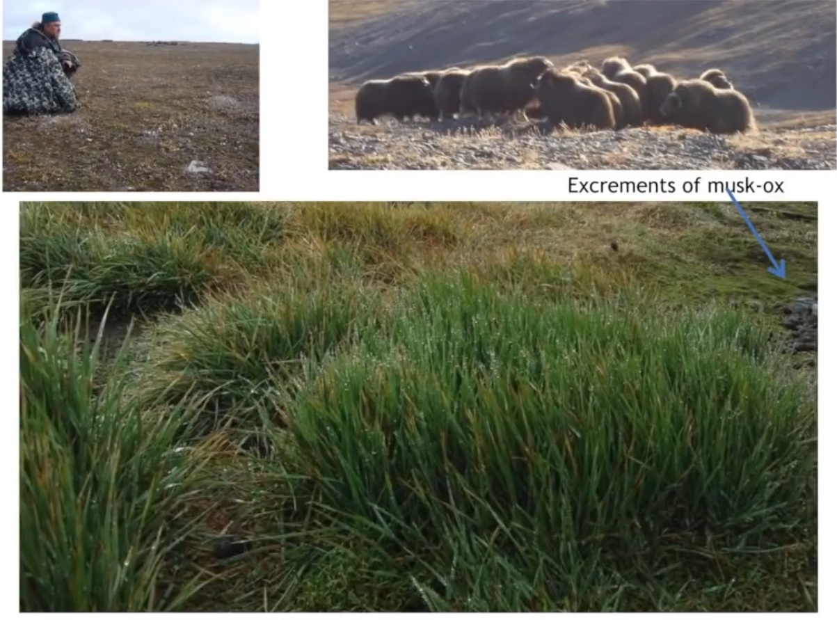 Мох и мамонты (часть 2) - 26 image