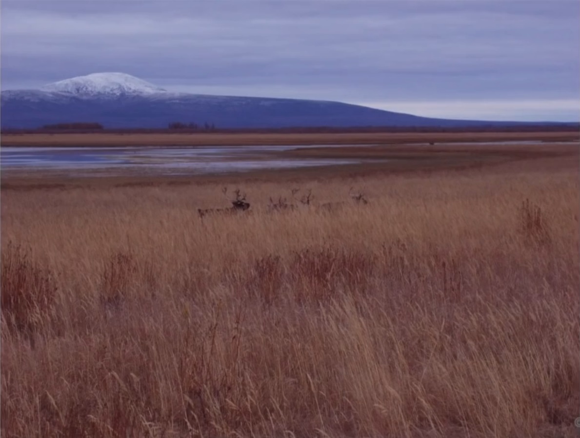 Мох и мамонты (часть 2) - 30 image