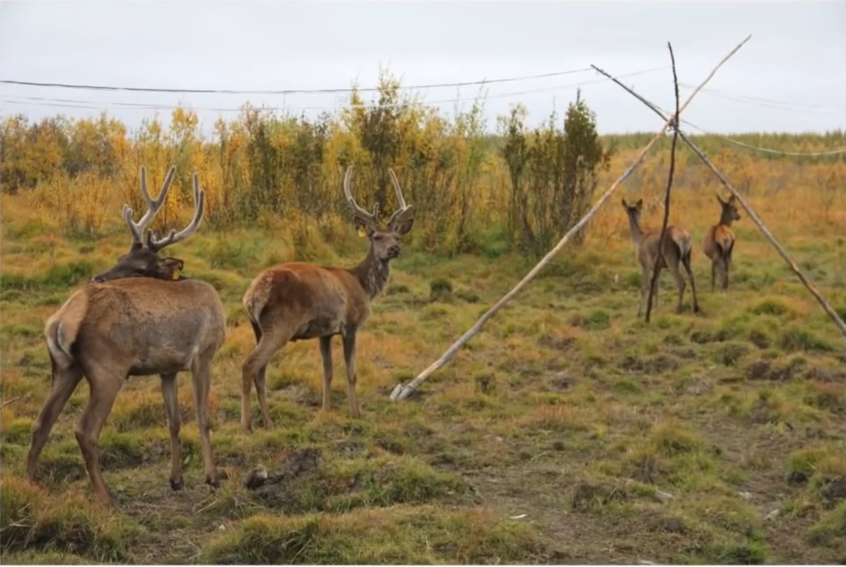 Мох и мамонты (часть 2) - 38 image