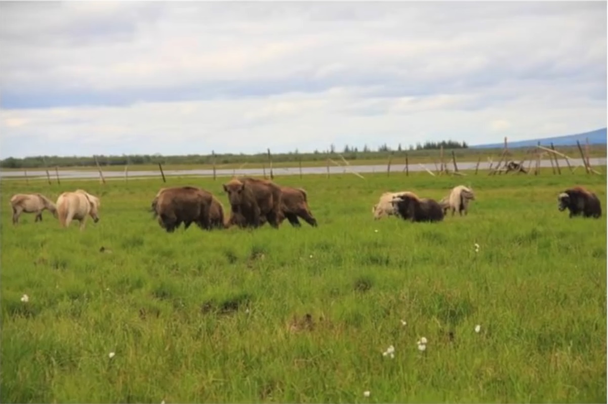 Мох и мамонты (часть 2) - 40 image