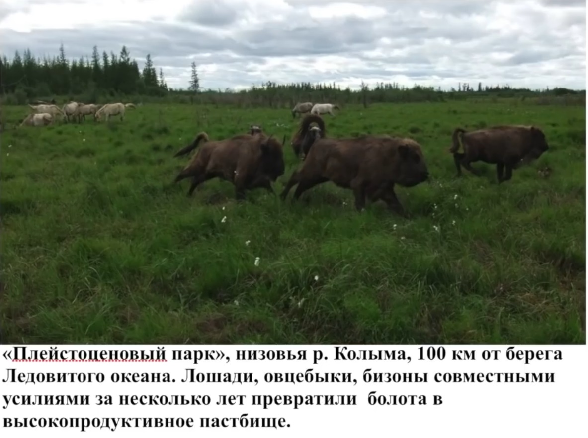 Мох и мамонты (часть 2) - 41 image