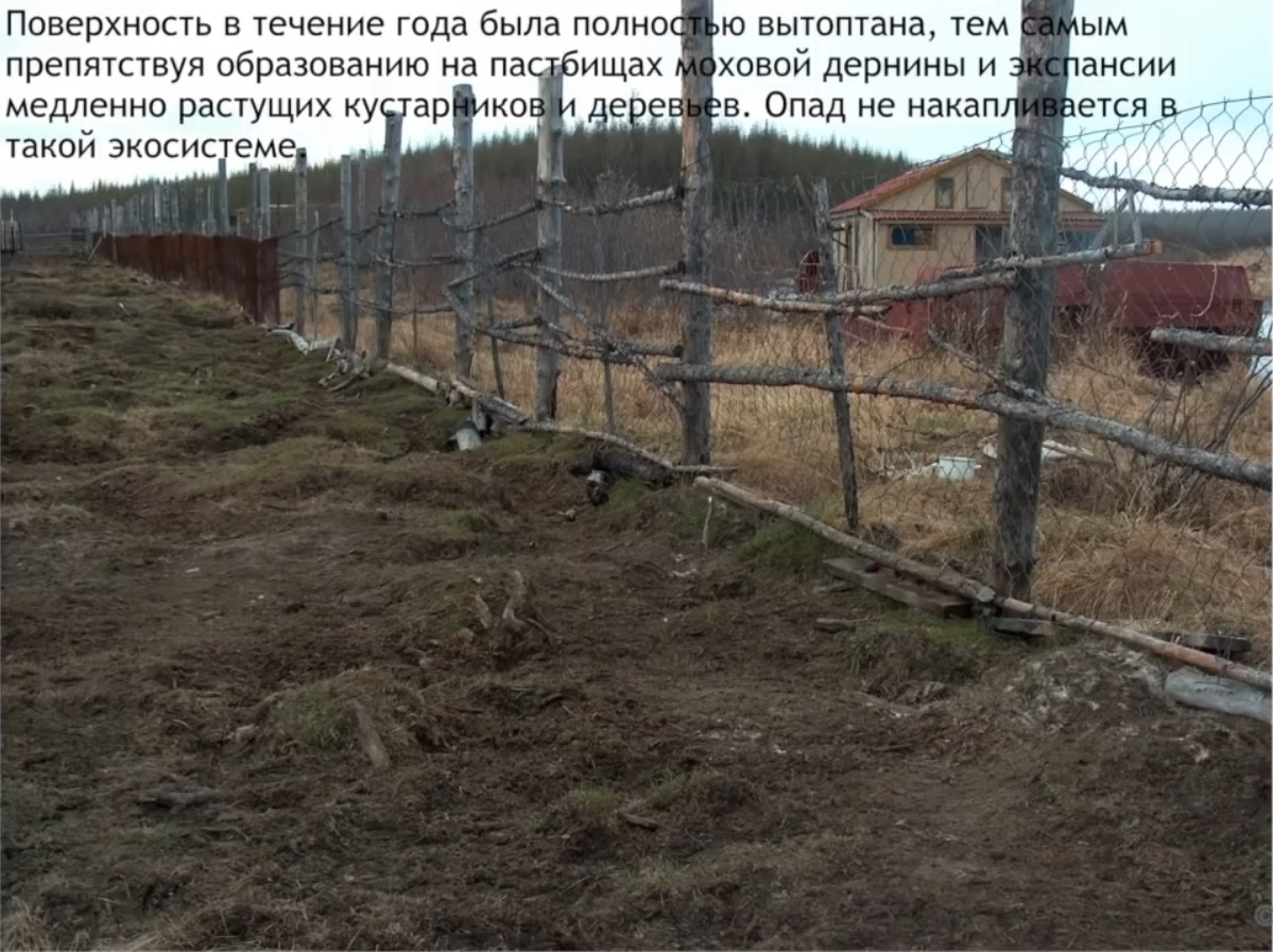 Мох и мамонты (часть 2) - 43 image