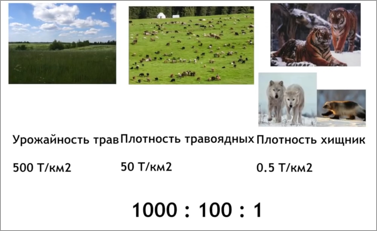 Мох и мамонты (часть 2) - 54 image