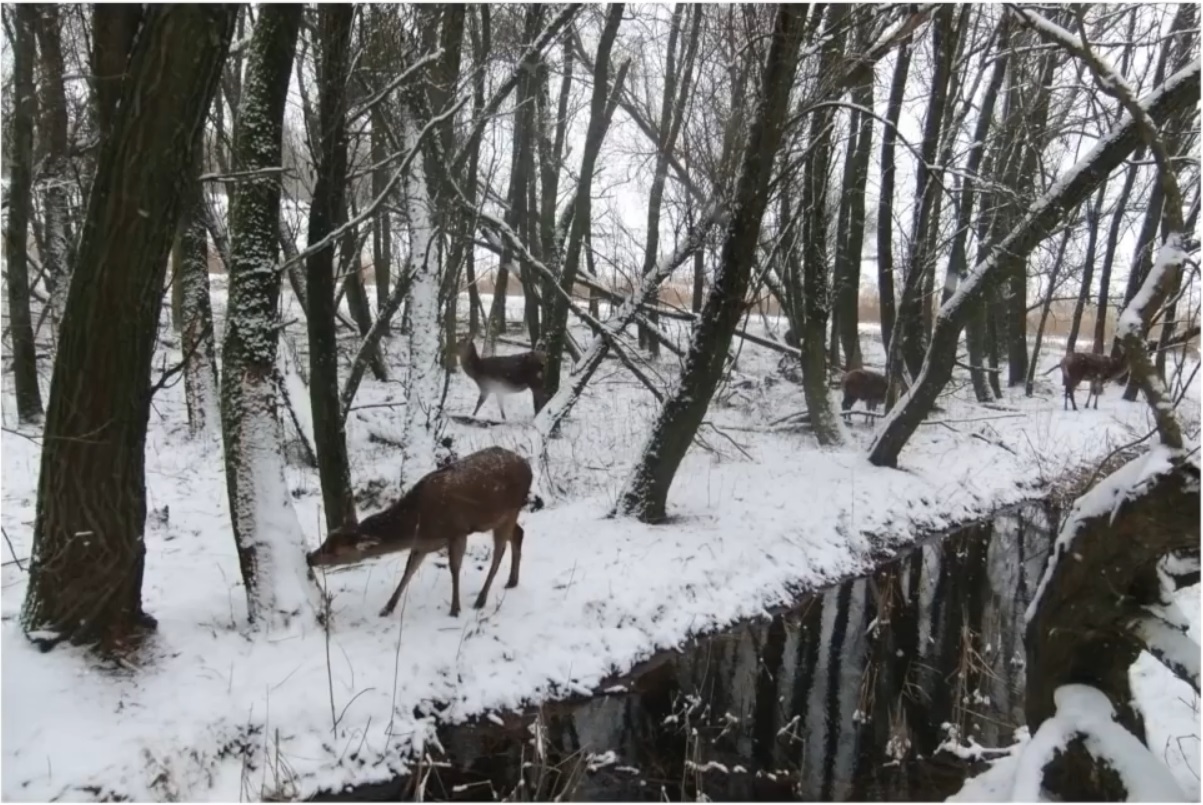 Мох и мамонты (часть 2) - 55 image