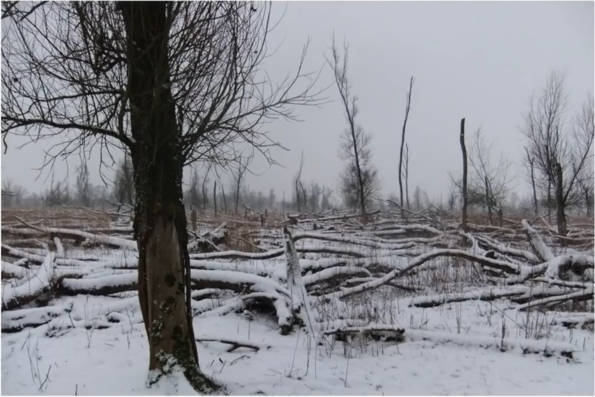 Мох и мамонты (часть 2) - 56 image