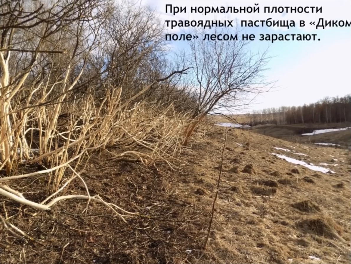 Мох и мамонты (часть 2) - 57 image