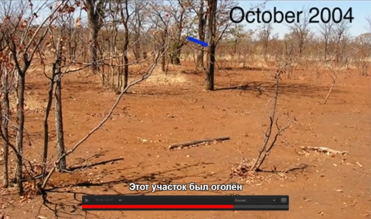 Мох и мамонты (часть 2) - 61 image