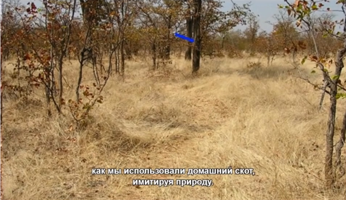 Мох и мамонты (часть 2) - 62 image