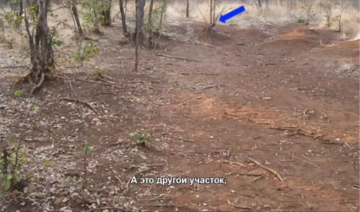 Мох и мамонты (часть 2) - 63 image