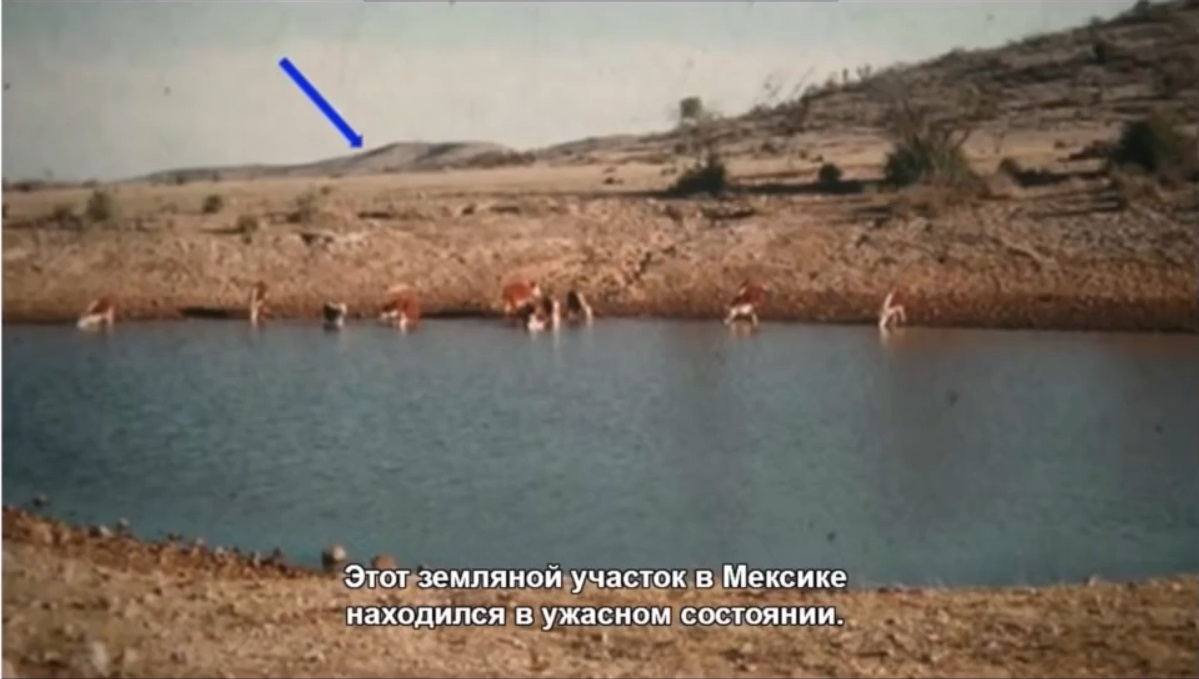 Мох и мамонты (часть 2) - 65 image