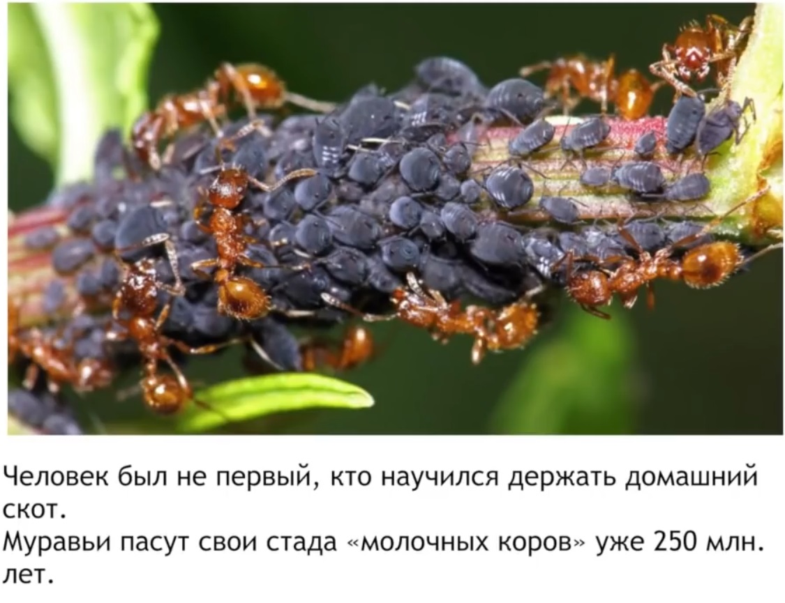 Мох и мамонты (часть 2) - 70 image