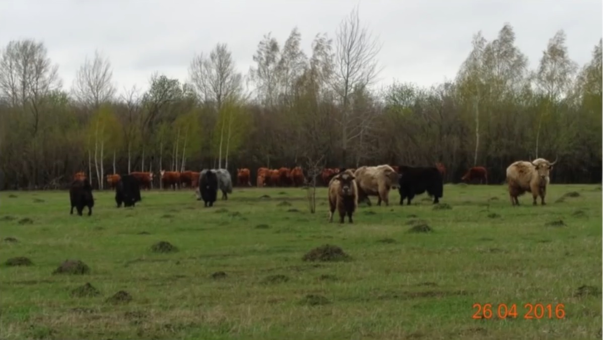 Мох и мамонты (часть 2) - 91 Мох и мамонты (часть 2) - 91