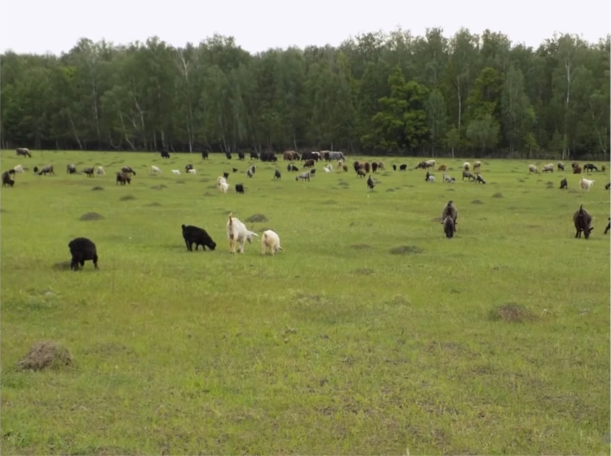 Мох и мамонты (часть 2) - 92 Мох и мамонты (часть 2) - 92