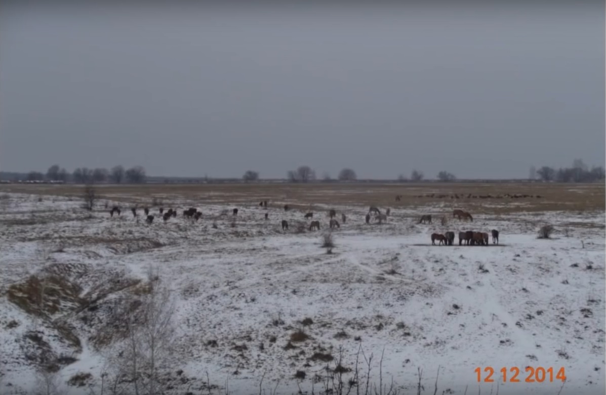 Мох и мамонты (часть 2) - 93 Мох и мамонты (часть 2) - 93