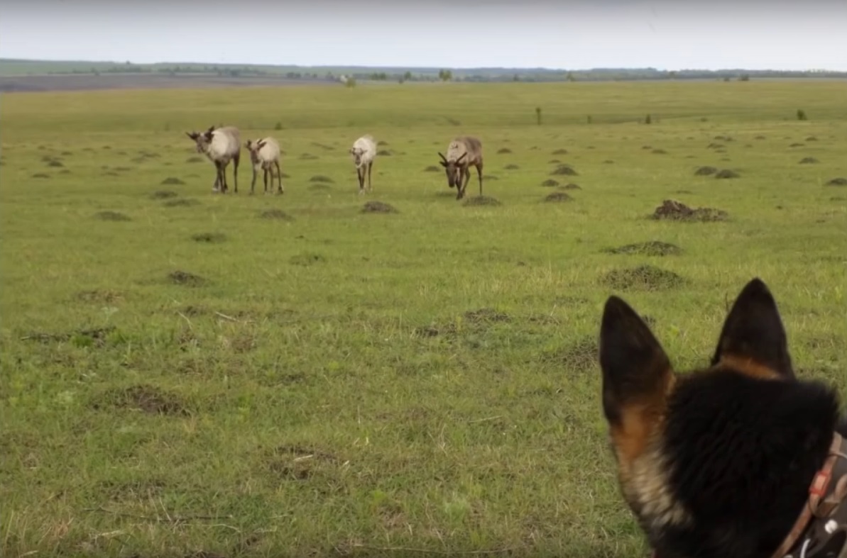 Мох и мамонты (часть 2) - 94 Мох и мамонты (часть 2) - 94