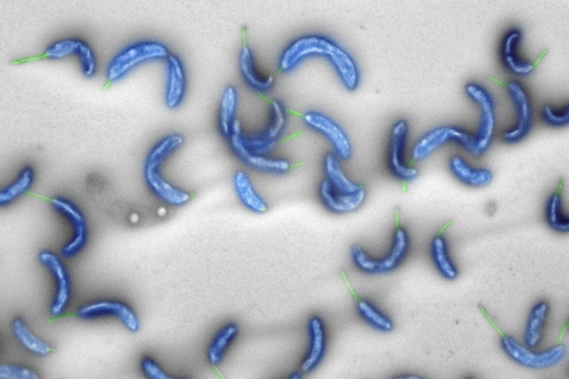 Первый бактериальный геном, спроектированный при помощи компьютера - 1