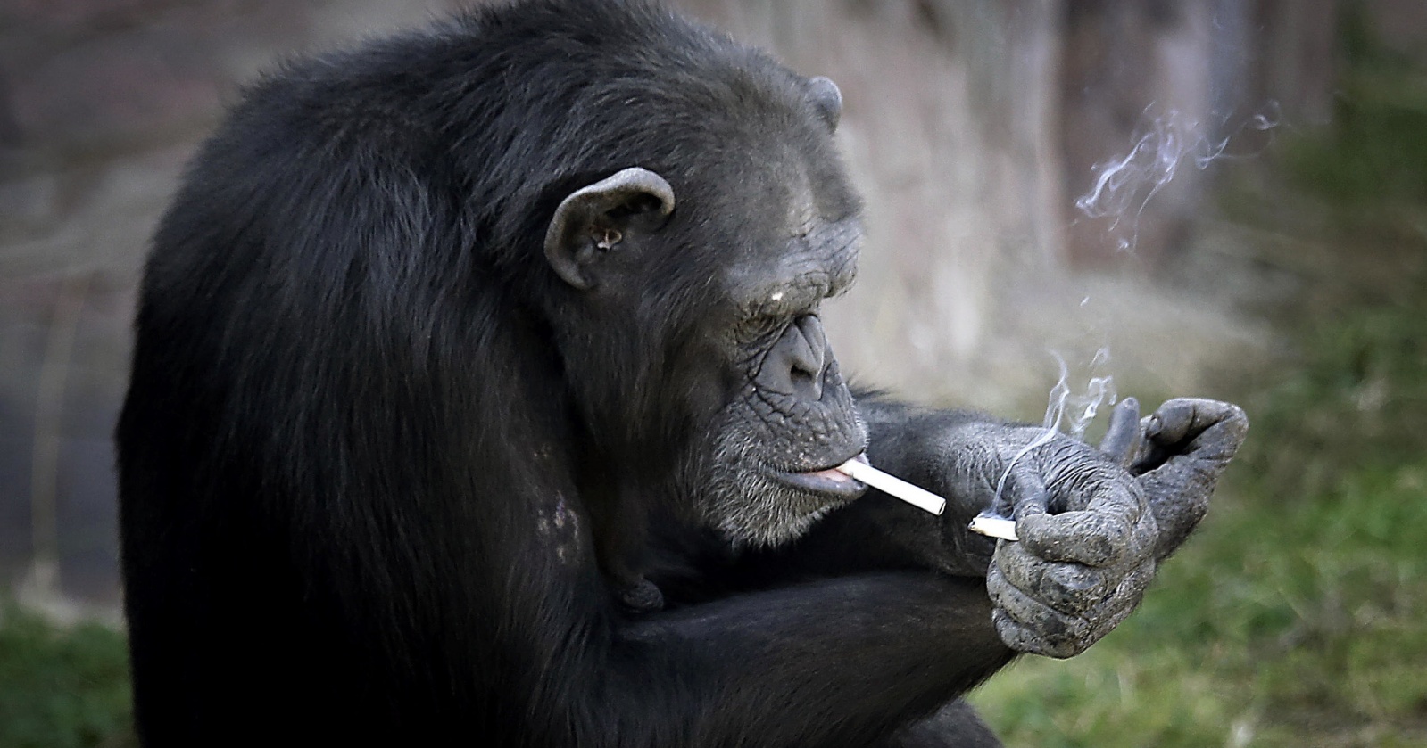 Шимпанзе, листающий ленту Instagram, возмутил ученых
