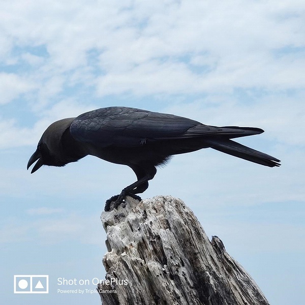 Птица протестировала оптический зум камеры OnePlus 7 Pro. Получилось хорошо