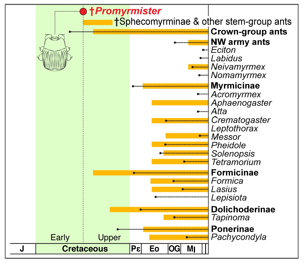 Карапузик верхом на муравье: 100 миллионов лет мирмекофилии - 10