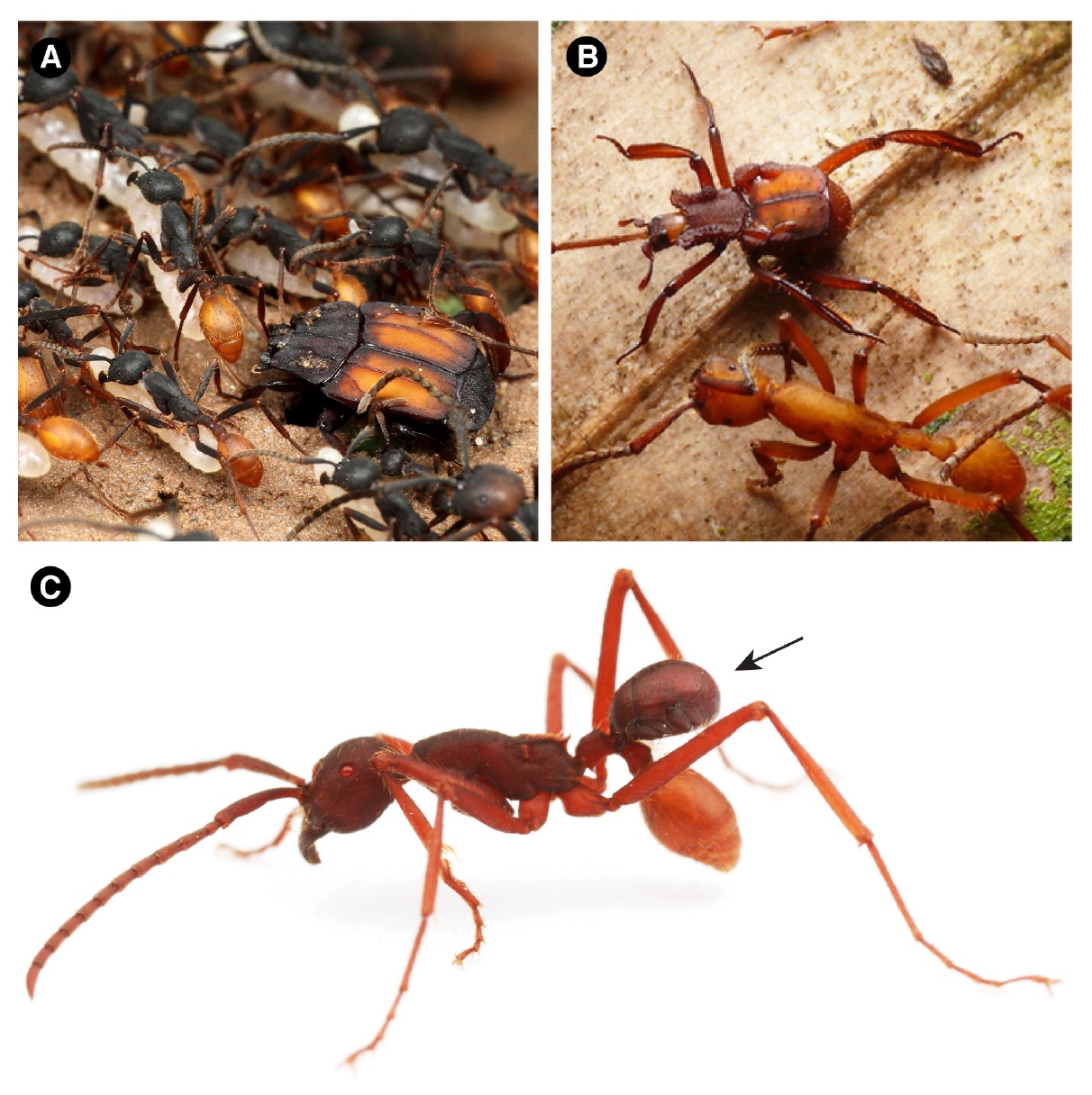 Карапузик верхом на муравье: 100 миллионов лет мирмекофилии - 11