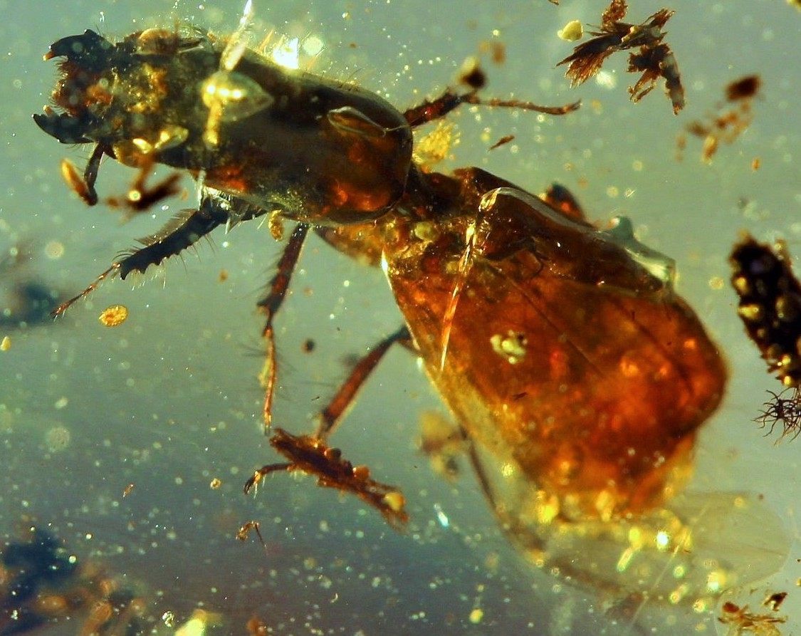 Карапузик верхом на муравье: 100 миллионов лет мирмекофилии - 2