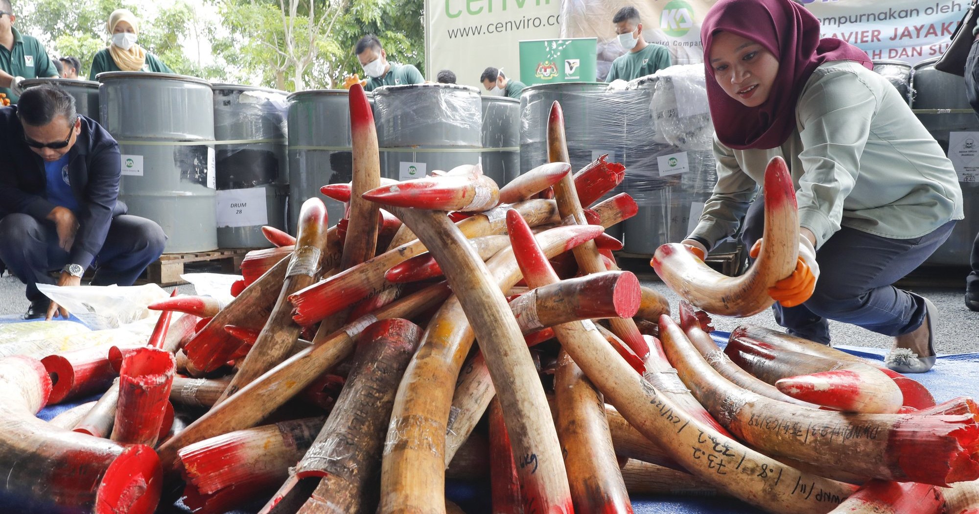 В Малайзии сожжены четыре тонны слоновьих бивней