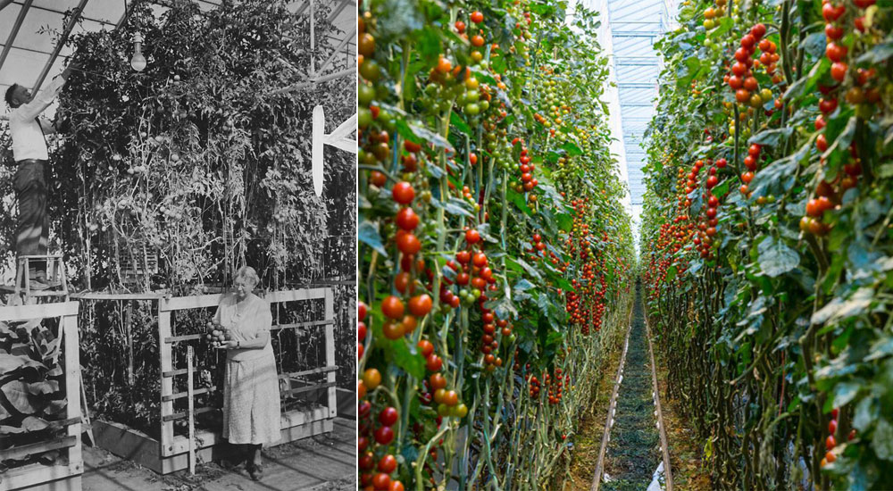 Как начать жить и выращивать салат - 2 Как начать жить и выращивать салат - 2