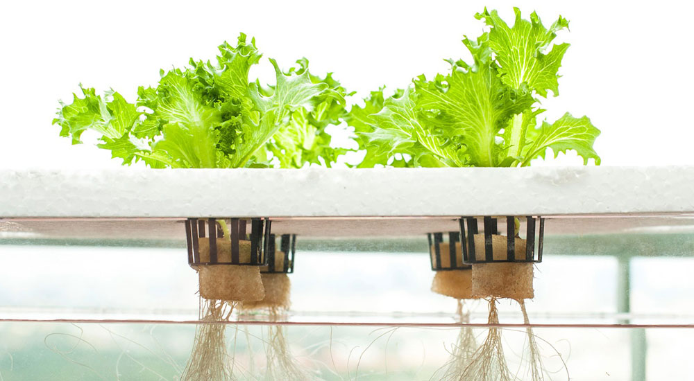 Как начать жить и выращивать салат - 3