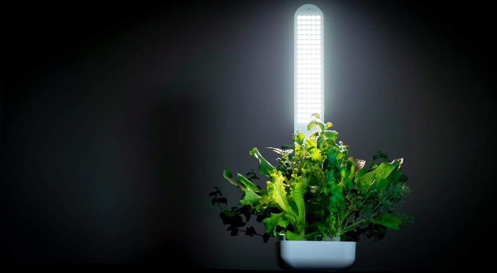 Как начать жить и выращивать салат - 5 Как начать жить и выращивать салат - 5