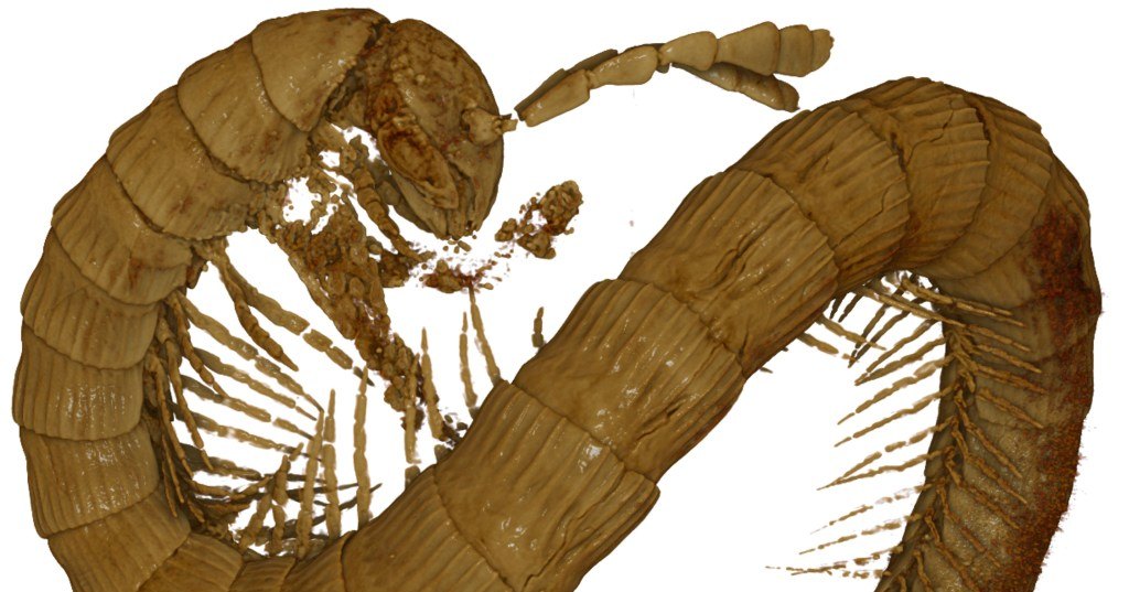 В янтаре нашли ранее неизвестную многоножку возрастом 99 млн лет В янтаре нашли ранее неизвестную многоножку возрастом 99 млн лет