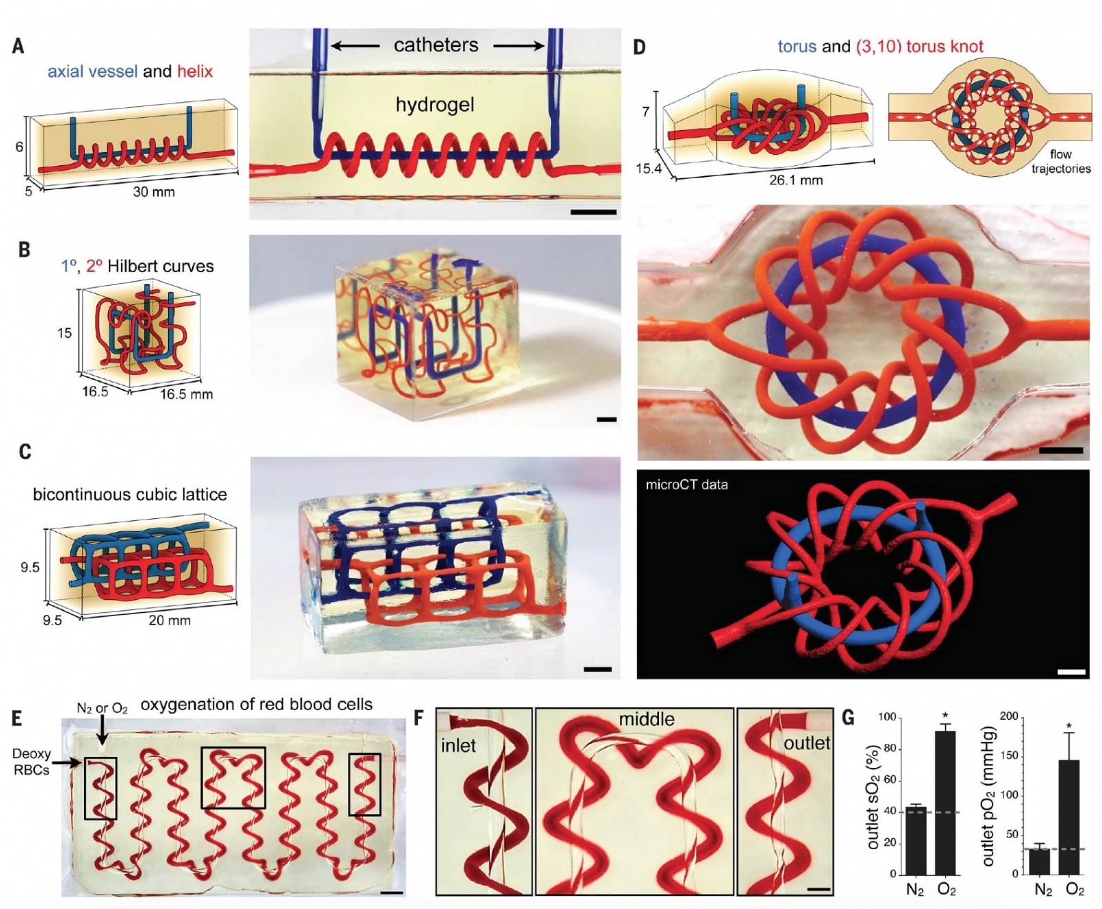 Гидрогель, черника и щепотка куркумы: искусственная сосудистая система - 3 Гидрогель, черника и щепотка куркумы: искусственная сосудистая система - 3