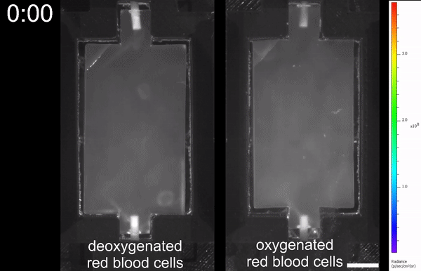 Гидрогель, черника и щепотка куркумы: искусственная сосудистая система - 5 Гидрогель, черника и щепотка куркумы: искусственная сосудистая система - 5