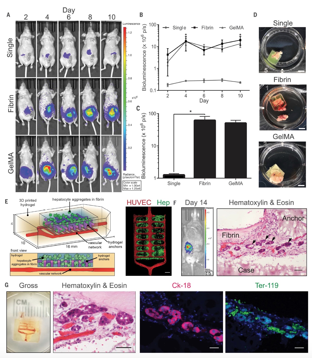 Гидрогель, черника и щепотка куркумы: искусственная сосудистая система - 6 Гидрогель, черника и щепотка куркумы: искусственная сосудистая система - 6