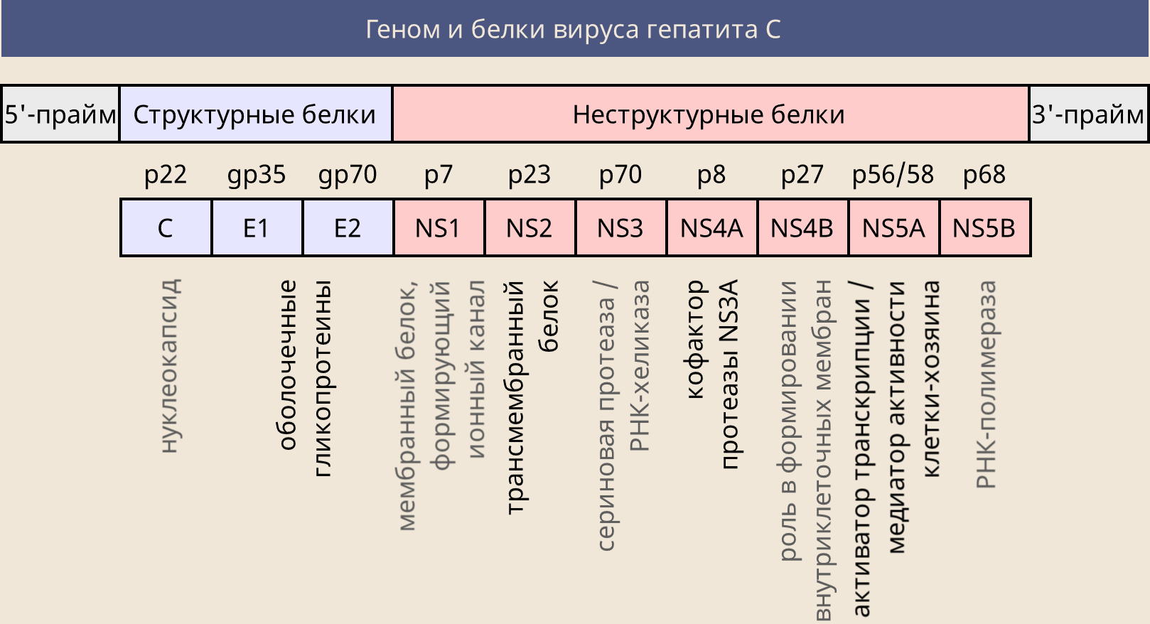 Ns1 какие элементы. Белки вируса гепатита с. Структурные и неструктурные белки вируса гепатита с. Белки вируса ГИПАТИТАС. Антитела к структурным телам вируса гепатита с.