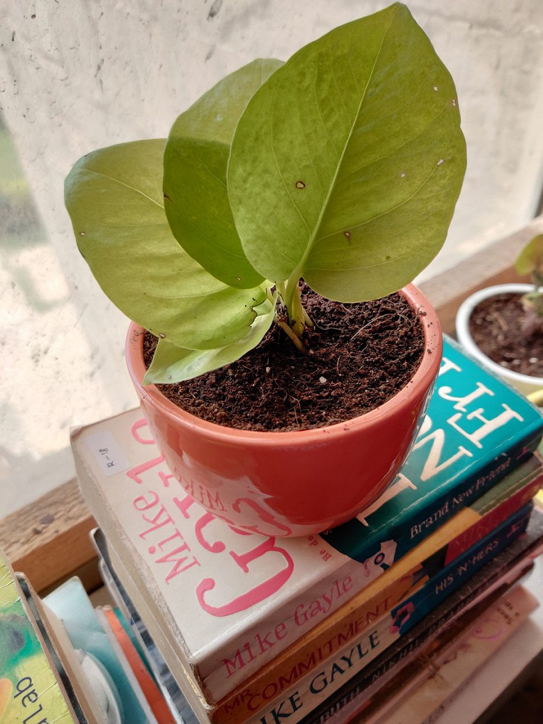 Камера OnePlus 7 Pro после обновления действительно снимает лучше. Сравнительные снимки