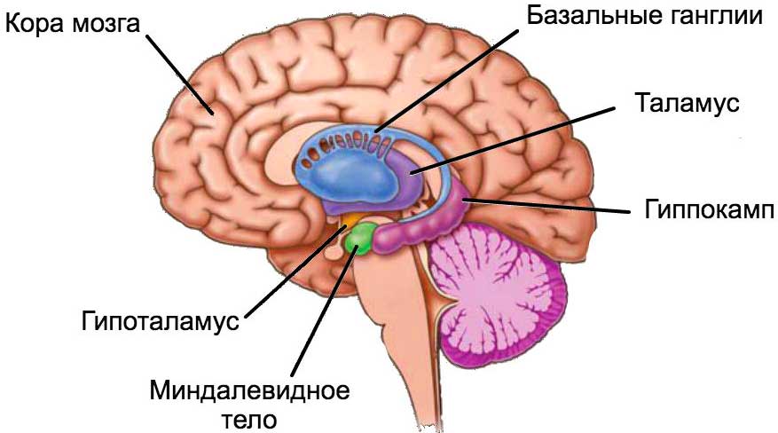 Добровольная амнезия: манипуляции с гиппокампом для удаления болезненных воспоминаний - 2