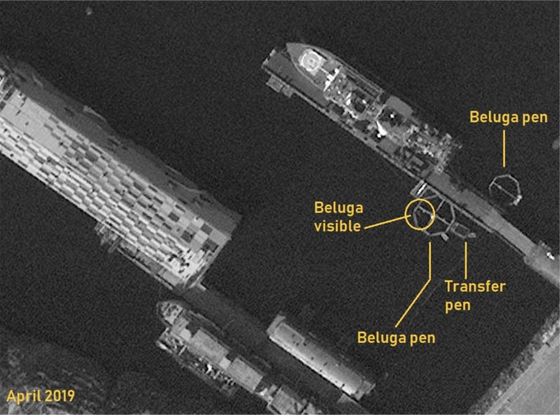 Рассекречена тренировочная база китов-шпионов ВМФ