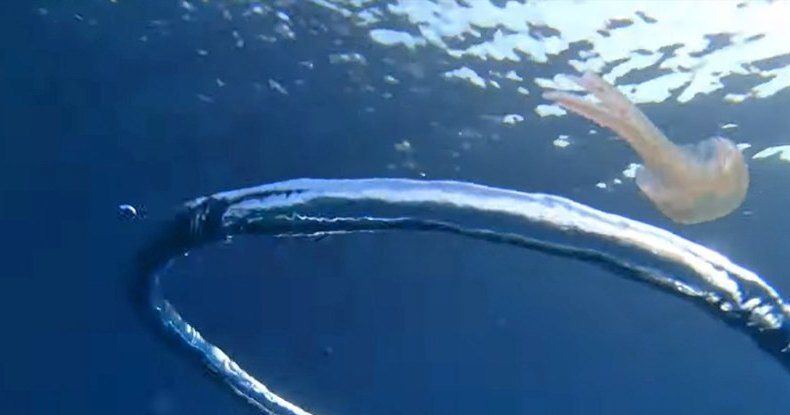 Дайвер поймал медузу в водоворот: уморительное видео