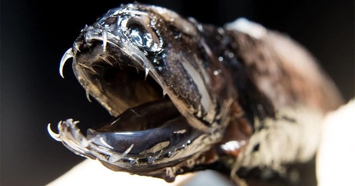 Откуда у рыбы-дракона прозрачные зубы: глубоководный кошмар