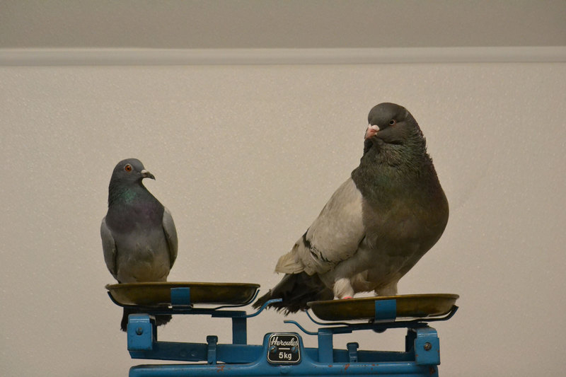 Как возникают виды: жившие на разных голубях вши оказались не способны к сексу