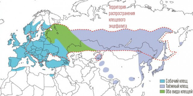 Клещевой энцефалит: опасность, которой пренебрегают - 1