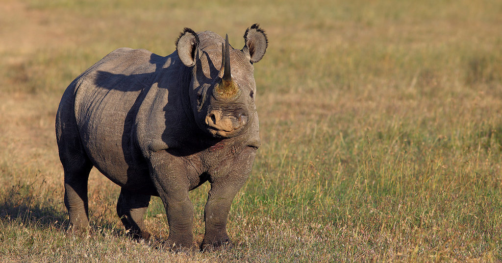 Чехия пошлет носорогов в Руанду