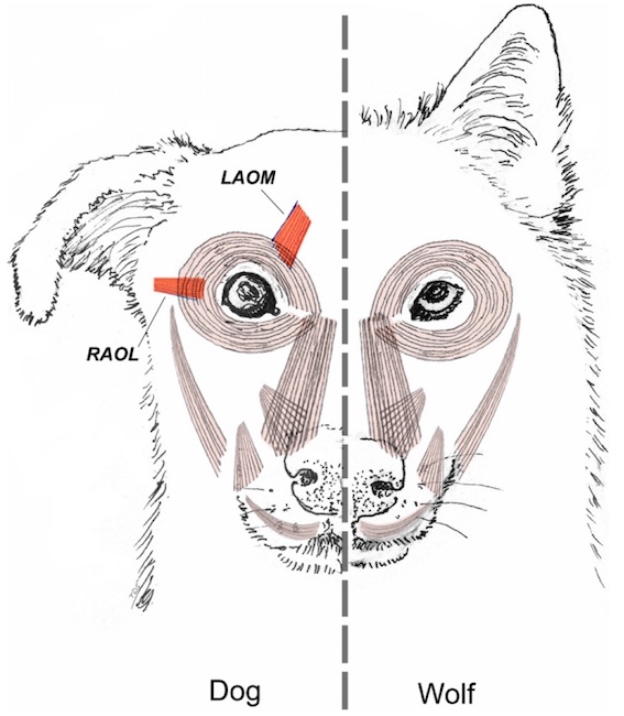 «Щенячьи глазки»: 30 000 лет коэволюции собаки и человека - 6