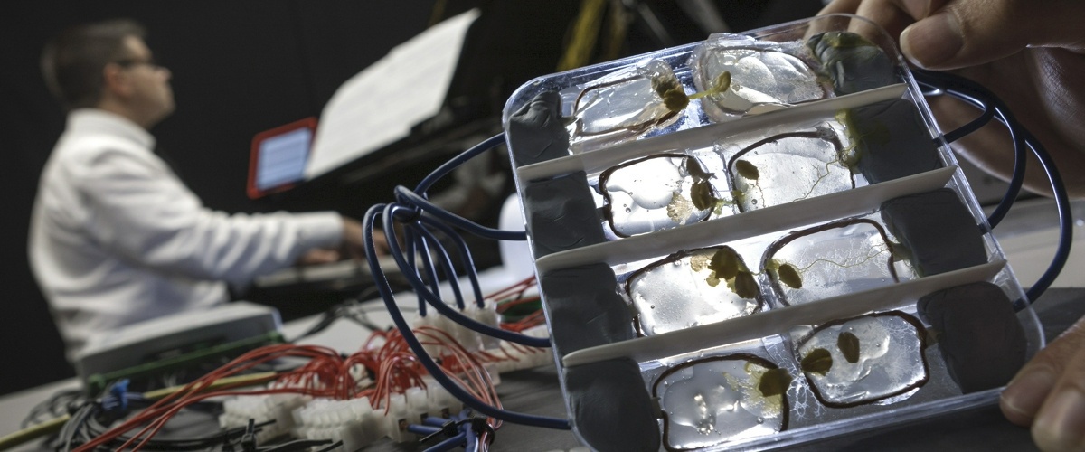 Учёные превратили клетку человека в двухъядерный биосинтетический процессор - 1 image