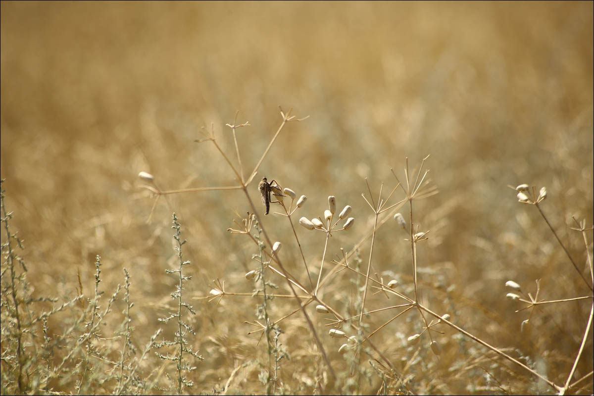 Про антилопу в противогазе и розовые солёные озёра - 13 Про антилопу в противогазе и розовые солёные озёра - 13
