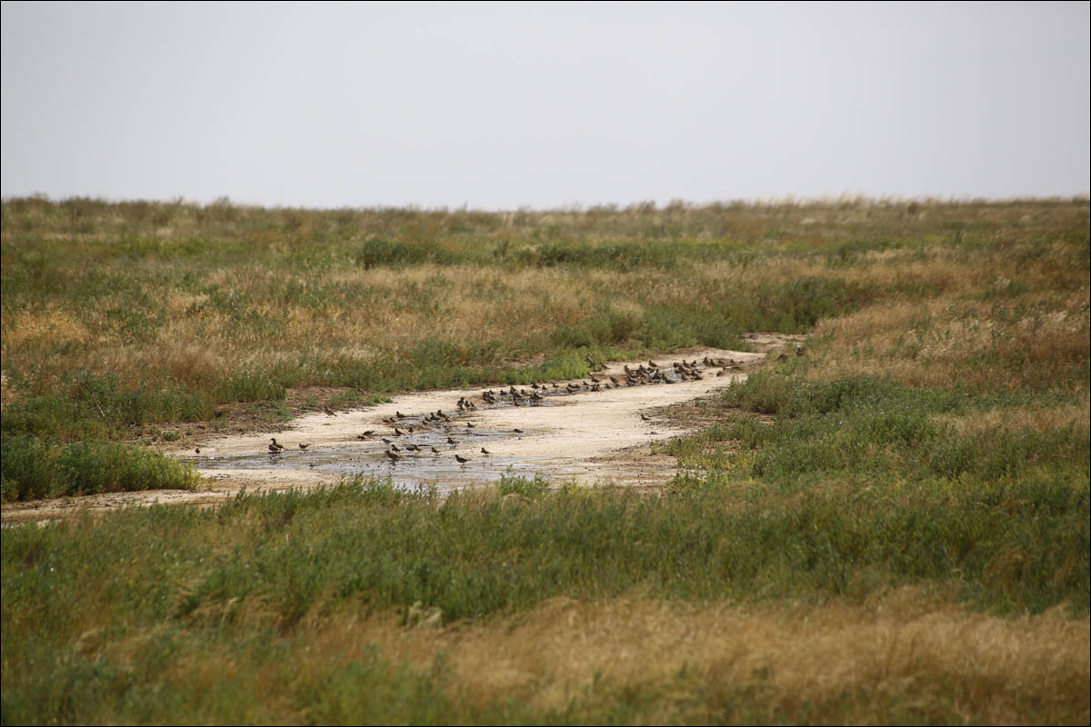 Про антилопу в противогазе и розовые солёные озёра - 14 Про антилопу в противогазе и розовые солёные озёра - 14
